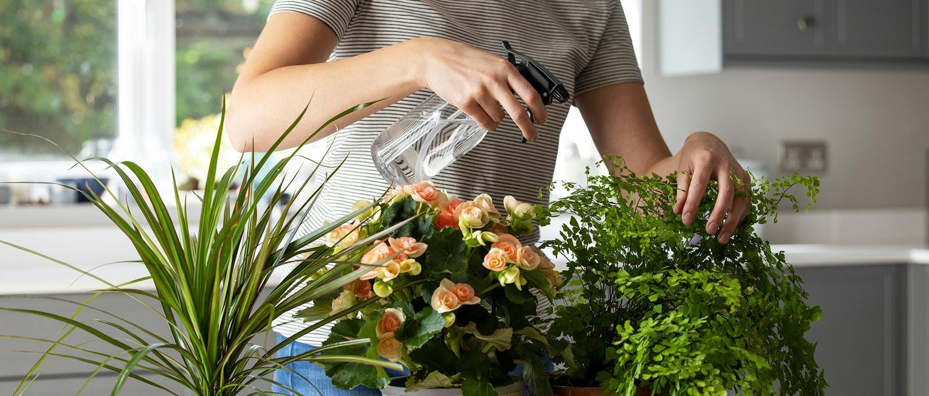 Why Should I Use Filtered Water for Plants?