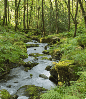 Mossy Forest Stream River